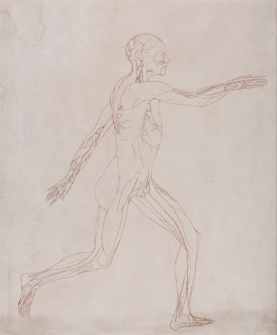 En sammenlignende anatomisk fremstilling af menneskekroppens struktur med en tiger og en almindelig høne: Human Figure, Lateral View (Forberedt til overførsel til pladen med nøglefiguren til tabel XIII) af George Stubbs