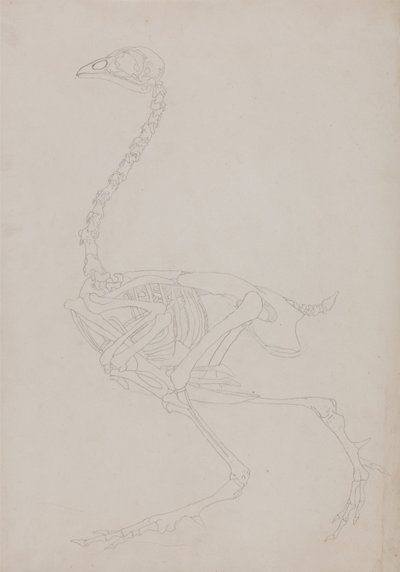 En sammenlignende anatomisk fremstilling af menneskekroppens struktur med en tiger og en almindelig hønsefugl:  Fugleskelet, set fra siden af George Stubbs