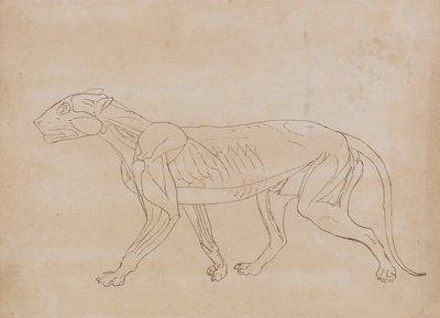 En sammenlignende anatomisk fremstilling af menneskekroppens struktur med tigerens og en almindelig hønsefugls:  Tigerkrop, set fra siden (Skitsetegning til en nøglefigur) af George Stubbs
