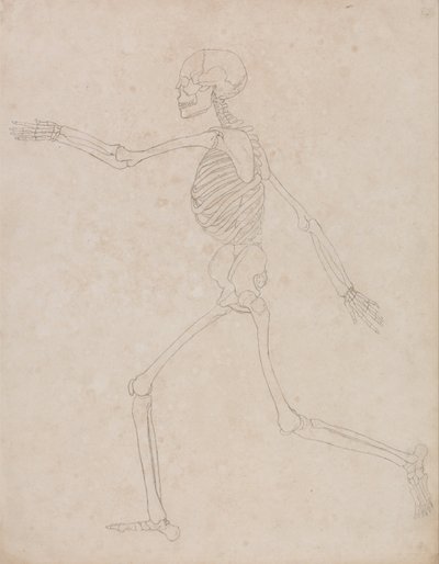 En sammenlignende anatomisk fremstilling af menneskekroppens struktur med en tiger og en almindelig høne: Human Skeleton, Lateral View (Kan oprindeligt have været forberedt til brug som en nøglefigur til Tabel III, men senere opgivet) af George Stubbs