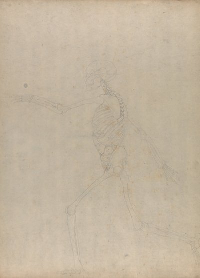 En sammenlignende anatomisk fremstilling af menneskekroppens opbygning med en tiger og en almindelig høne: Human Skeleton, Lateral View (Studie til en nøglefigur til en upubliceret tabel, der viser de abdominale indvolde) af George Stubbs