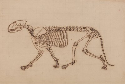 En sammenlignende anatomisk fremstilling af menneskekroppens opbygning med tigerens og den almindelige hønsefugls: Tigerskelet, set fra siden af George Stubbs