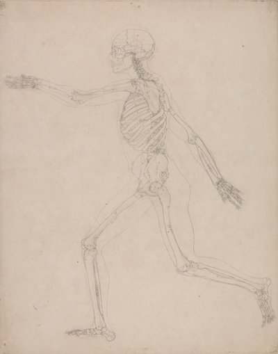 En sammenlignende anatomisk fremstilling af menneskekroppens struktur med tigerens og den almindelige hønsefugls: Menneskets skelet, set fra siden af George Stubbs