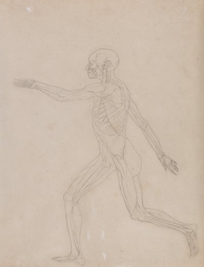 En sammenlignende anatomisk fremstilling af menneskekroppens struktur med tigerens og den almindelige hønsefugls: Menneskefigur, set fra siden af George Stubbs