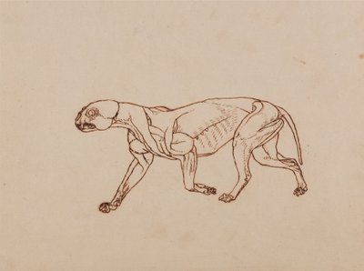 En sammenlignende anatomisk fremstilling af menneskekroppens struktur med tigerens og den almindelige hønsefugls:  Leopardkrop, set fra siden af George Stubbs