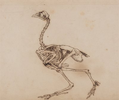 En sammenlignende anatomisk fremstilling af menneskekroppens opbygning med en tiger og en almindelig høne:  Dorking Hen Skeleton, Lateral View (Sandsynligvis udarbejdet til et upubliceret nøgletal) af George Stubbs