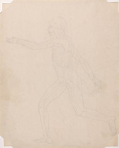 En sammenlignende anatomisk fremstilling af menneskekroppens struktur med tigerens og den almindelige hønsefugls: Menneskefigur, set fra siden af George Stubbs