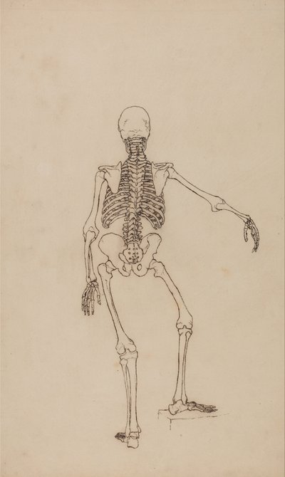 En sammenlignende anatomisk fremstilling af menneskekroppens struktur med tigerens og den almindelige hønsefugls: Menneskets skelet, set bagfra af George Stubbs