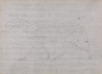 En sammenlignende anatomisk fremstilling af menneskekroppens struktur med tigerens og den almindelige hønsefugls: Tigerens krop, set fra siden af George Stubbs