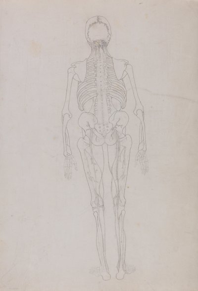 En sammenlignende anatomisk fremstilling af menneskekroppens struktur med en tiger og en almindelig høne: Human Figure, Posterior View (Skitsetegning til en nøglefigur, der viser den sidste fase af dissektionen) af George Stubbs