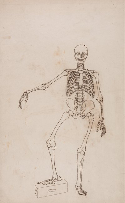 En sammenlignende anatomisk fremstilling af menneskekroppens struktur med tigerens og den almindelige hønsefugls: Menneskets skelet, set forfra af George Stubbs