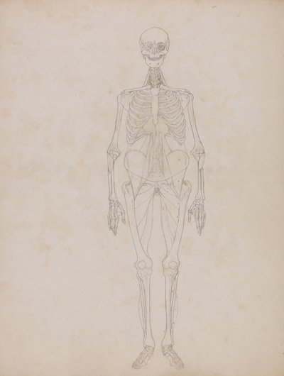 En sammenlignende anatomisk fremstilling af menneskekroppens struktur med tigerens og den almindelige hønsefugls:  Menneskefigur, set forfra (oversigtsfigur) af George Stubbs