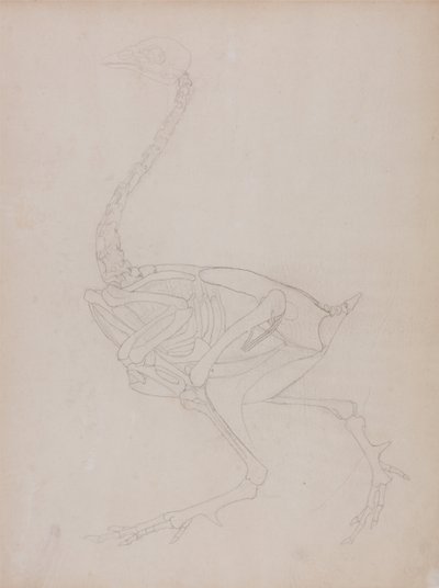 En sammenlignende anatomisk fremstilling af menneskekroppens struktur med tigerens og den almindelige hønsefugls:  Hønsekrop, set fra siden af George Stubbs