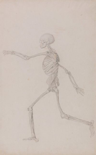 En sammenlignende anatomisk fremstilling af menneskekroppens struktur med en tiger og en almindelig høne: Menneskeligt skelet, set fra siden fra venstre, løbende (færdigt studie til tabel III) af George Stubbs