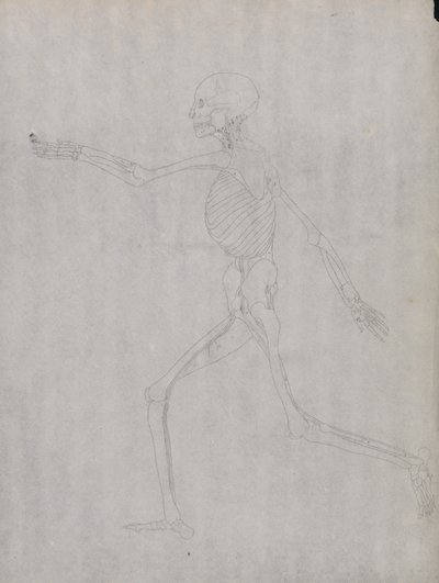 En sammenlignende anatomisk fremstilling af menneskekroppens struktur med tigerens og den almindelige hønsefugls: Menneskefigur, set fra siden af George Stubbs