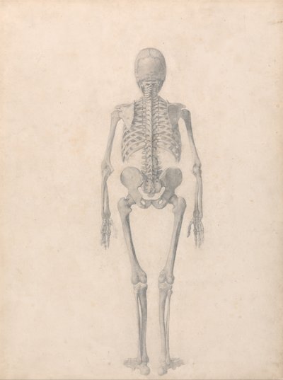 En sammenlignende anatomisk fremstilling af menneskekroppens struktur med en tiger og en almindelig høne: Menneskeligt skelet, set bagfra (færdigt studie til tabel II) af George Stubbs