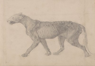 A Comparative Anatomical Exposition of the Structure of the Human Body with that of a Tiger and a Common Fowl: Tiger Body, Lateral View (Den første af ni tegninger af et andet eksemplar af tigeren) af George Stubbs