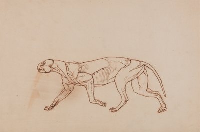 En sammenlignende anatomisk fremstilling af menneskekroppens struktur med tigerens og den almindelige hønsefugls:  Leopardkrop, set fra siden (senere stadie i dissektionen, overfladisk bindevæv og ører er fjernet) af George Stubbs