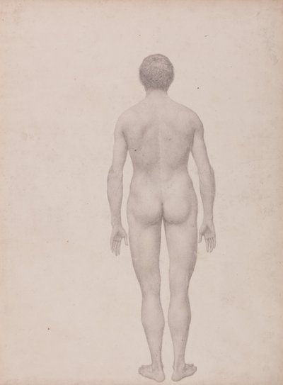En sammenlignende anatomisk udstilling af menneskekroppens struktur med en tiger og en almindelig høne: Menneskefigur, set bagfra, ubeskåret (færdigt studie til tabel VII) af George Stubbs
