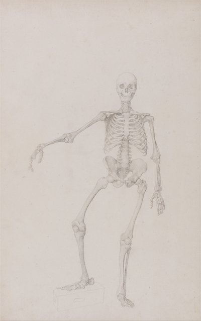 En sammenlignende anatomisk fremstilling af menneskekroppens struktur med en tiger og en almindelig høne: Menneskeskelet, set forfra (højre arm udstrakt; færdigt studie til upubliceret tabel) af George Stubbs
