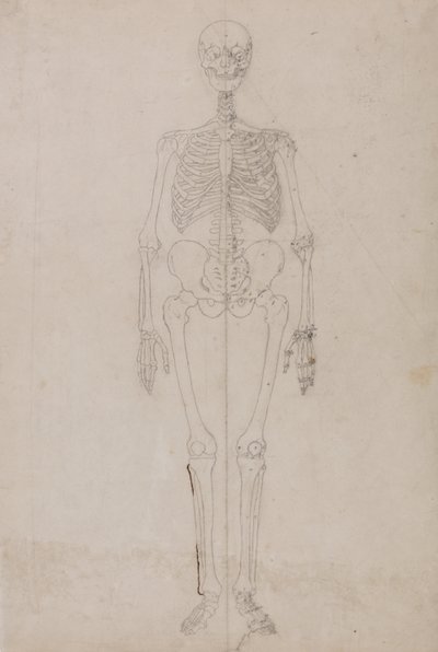 En sammenlignende anatomisk fremstilling af menneskekroppens struktur med tigerens og den almindelige hønsefugls:  Menneskets skelet, set forfra (afsluttende undersøgelse) af George Stubbs