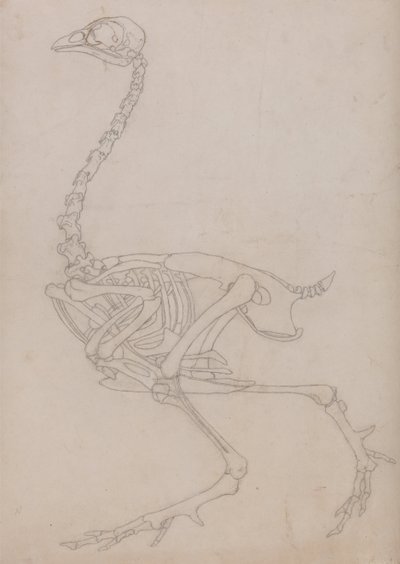 En sammenlignende anatomisk udstilling af menneskekroppens struktur med tigerens og den almindelige hønsefugls:  Fowl Skeleton, Lateral View (Skitsetegning af skelettet udarbejdet til nøglefiguren til tabel V) af George Stubbs