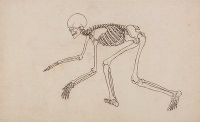 En sammenlignende anatomisk fremstilling af menneskekroppens struktur med tigerens og den almindelige hønsefugls: Menneskets skelet, set fra siden af George Stubbs