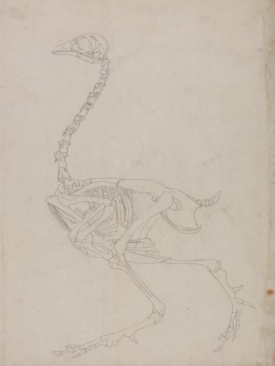 En sammenlignende anatomisk fremstilling af menneskekroppens struktur med tigerens og den almindelige hønsefugls:  Fowl Skeleton, Lateral View (Skitsetegning af skelettet) af George Stubbs