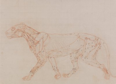 En sammenlignende anatomisk fremstilling af menneskekroppens struktur med en tiger og en almindelig høne:  Tigerkrop, set fra siden (studie af de muskler, der er blotlagt i dissektionens tredje fase) af George Stubbs