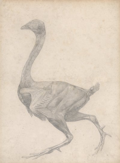En sammenlignende anatomisk fremstilling af menneskekroppens struktur med en tiger og en almindelig høne: Høne, set fra siden, med hud og underliggende fascielag fjernet (færdigt studie til tabel XV) af George Stubbs