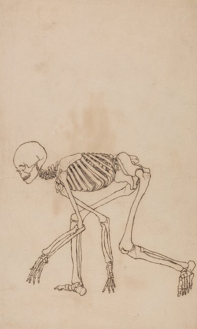 En sammenlignende anatomisk fremstilling af menneskekroppens struktur med tigerens og den almindelige hønsefugls: Menneskets skelet, set fra siden af George Stubbs
