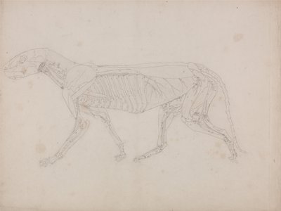 En sammenlignende anatomisk fremstilling af menneskekroppens struktur med tigerens og den almindelige hønsefugls: Tigerens krop, set fra siden af George Stubbs