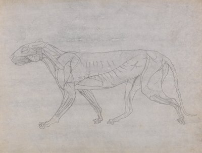 En sammenlignende anatomisk fremstilling af menneskekroppens struktur med tigerens og den almindelige hønsefugls: Tigerens krop, set fra siden af George Stubbs