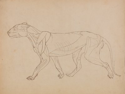 En sammenlignende anatomisk fremstilling af menneskekroppens struktur med en tiger og en almindelig hønsefugl:  Tigerkrop, set fra siden (formentlig lavet som grundlag for en nøglefigur) af George Stubbs