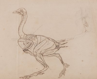 En sammenlignende anatomisk fremstilling af menneskekroppens struktur med en tiger og en almindelig høne:  Dorking Hen Body, Lateral View (Skitsetegning af musklerne) af George Stubbs