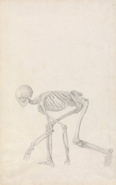En sammenlignende anatomisk udstilling af menneskekroppens struktur med en tiger og en almindelig høne: Menneskets skelet, set fra siden (i hugsiddende stilling; færdigt studie til en upubliceret tabel) af George Stubbs