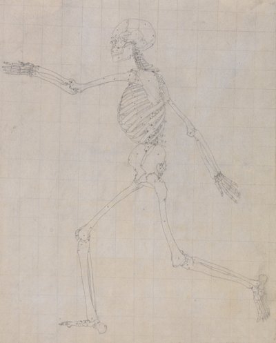 En sammenlignende anatomisk fremstilling af menneskekroppens struktur med tigerens og den almindelige hønsefugls: Menneskets skelet, set fra siden (skitse af skelettet til nøglefiguren til tabel III) af George Stubbs