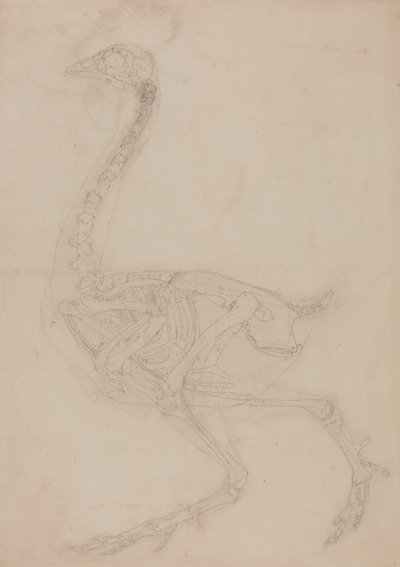 En sammenlignende anatomisk fremstilling af menneskekroppens struktur med tigerens og den almindelige hønsefugls:  Fugleskelet, set fra siden af George Stubbs