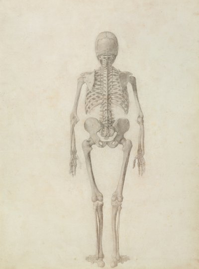 En sammenlignende anatomisk fremstilling af den menneskelige krops struktur med en tiger og en almindelig høns: menneskeskelet, bagfra af George Stubbs