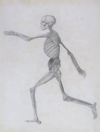 En sammenlignende anatomisk fremstilling af den menneskelige krops struktur med en tiger og en almindelig høns: menneskelig figur, sideværts, 1795-1806 af George Stubbs