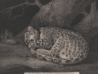 En sovende leopard af George Stubbs