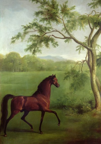 En arabisk hingst under et træ, ca. 1761-63 (olie på lærred) af George Stubbs
