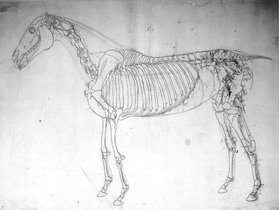 Anatomisk undersøgelse af en hest (pen & blæk og blyant på papir) af George Stubbs