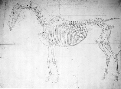 Anatomisk studie af en hest (pen & blæk og blyant på papir) af George Stubbs