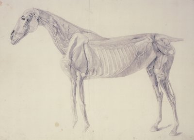 Diagram fra The Anatomy of the Horse af George Stubbs