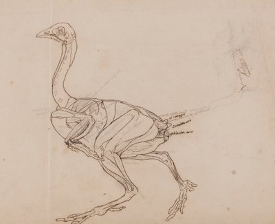 Dorking Hen Body, Lateral View (konturtegning af musklerne) af George Stubbs