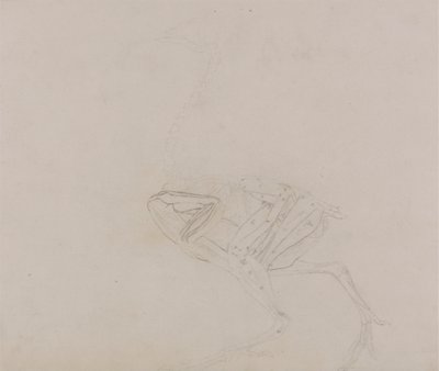 Dorking Hen Body, Lateral View (Undersøgelse af kroppens muskler og lemmer på et senere tidspunkt af dissektion) af George Stubbs