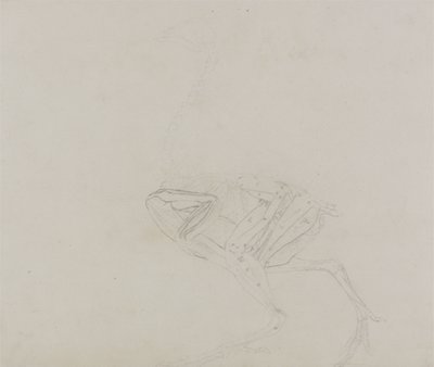 Dorking Hen Body, Lateral View, fra en sammenlignende anatomisk fremstilling af den menneskelige krops struktur med en tiger og en almindelig høns, 1795-1806 (grafit på tyndt vævet papir) af George Stubbs