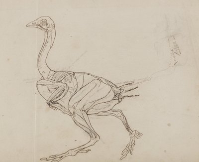 Dorking Hen Body, Lateral View, fra 