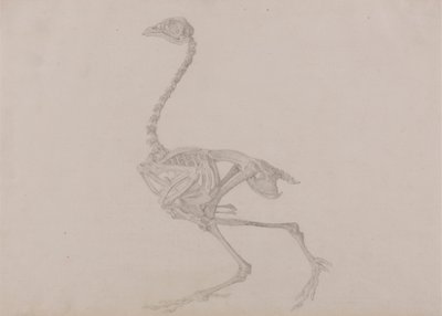 Dorking Hen Skeleton, Lateral View (Færdig undersøgelse for en upubliceret tabel) af George Stubbs